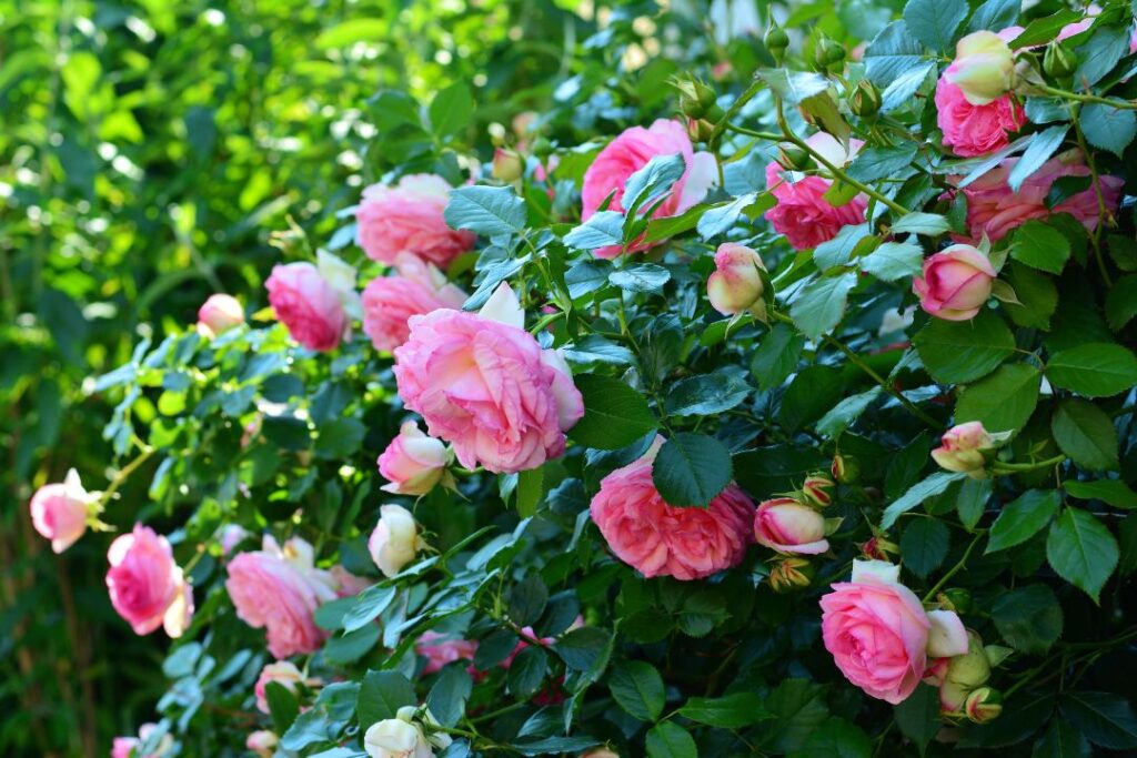 Rose Garden Funeral Home: Compassionate, Peaceful Farewell with Dignity